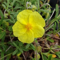 Helianthemum 'Wisley Primrose'